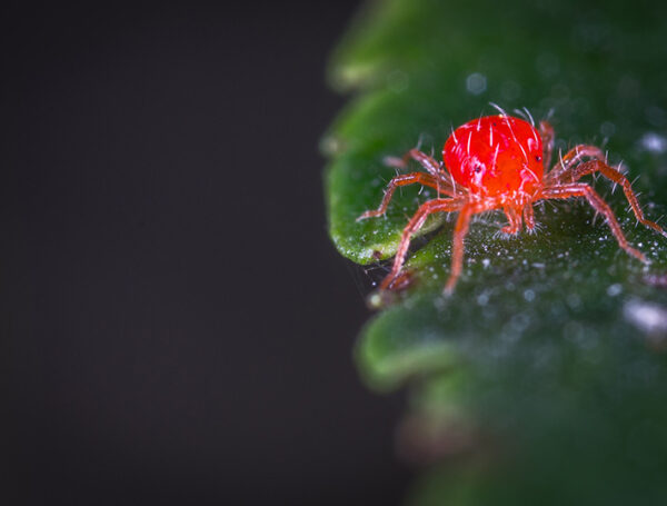 Kırmızı Örümcek Nedir ve Kırmızı Örümcek ve Diğer Akarlar ile Organik Mücadele Yöntemleri Nelerdir?